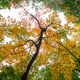 Illustration for article titled 76 Stunning Photos Of Fall Leaves